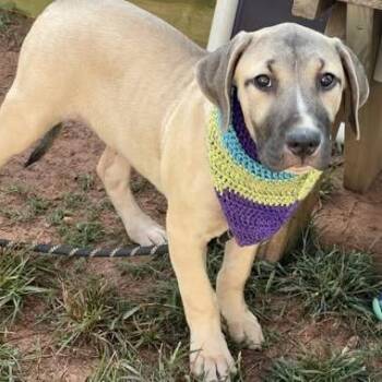 Louie -  Labrador Retriever and Mixed Breed Dog for Adoption - Louie | PetCurious