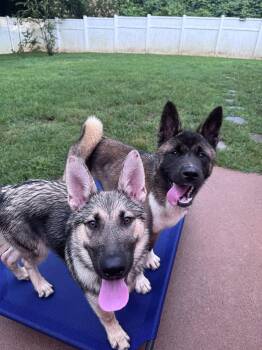Eggo -  German Shepherd Dog Dog for Adoption in Greenville, South Carolina - Eggo | PetCurious