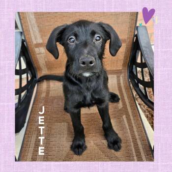 Jette -  Poodle and Pit Bull Terrier Dog Available for Adoption in Mokena, Illinois - Jette | PetCurious
