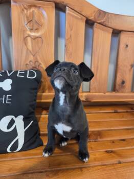 Rescue Boston Terrier and Mixed Breed Dogs for Adoption in Bossier City, Louisiana - Nugget | PetCurious