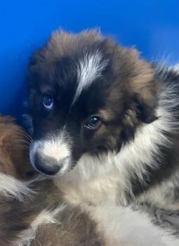 Mixed Breed Dogs Available for Adoption - ROCKO | PetCurious