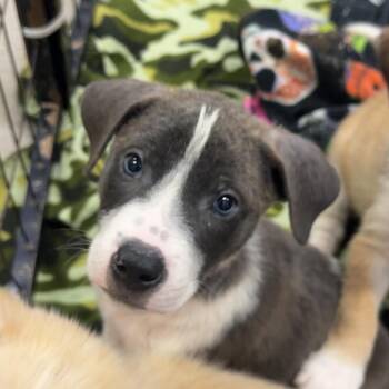 Thrasher -  Mixed Breed Dog for Adoption in Morristown, Vermont - Thrasher | PetCurious