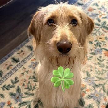 Irish Setter and Poodle Dogs Available for Adoption - Cleo | PetCurious