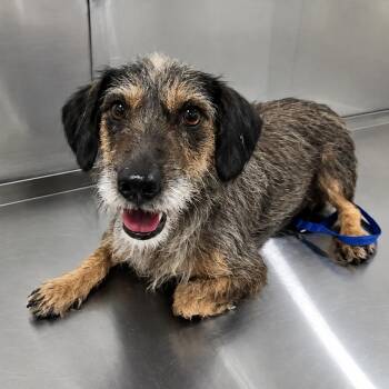 Velma -  Terrier Dog for Adoption in Washburn, Missouri - Velma | PetCurious