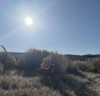 Pit Bull Terrier and American Staffordshire Terrier Dogs Available for Adoption in Midway, Utah - XL Bully/Red Nose Mix | PetCurious