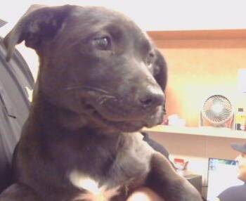 APRIL -  Pit Bull Terrier and Mixed Breed Dog for Adoption in Sacramento, California - APRIL | PetCurious