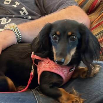 Dachshund and Miniature Dachshund Dogs Available for Adoption in Houston, Texas - Tina | PetCurious