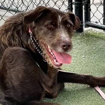 Greta #7192 -  Labradoodle Dog for Adoption in Louisville, Kentucky - Greta #7192 | PetCurious