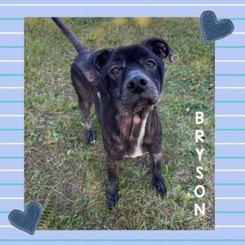 Rescue Labrador Retriever Dogs for Adoption in Mokena, Illinois - Bryson | PetCurious