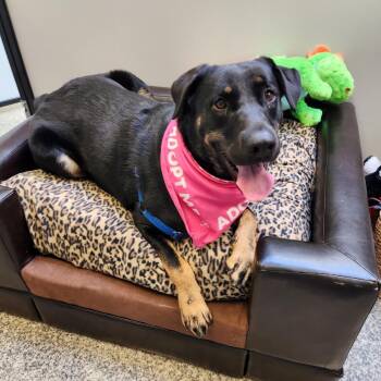 Carmen -  Mixed Breed and Rottweiler Dog for Adoption in Falls Church, Virginia - Carmen | PetCurious