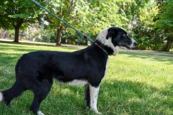 Silky -  Border Collie and Mixed Breed Dog for Adoption in Yakima, Washington - Silky | PetCurious
