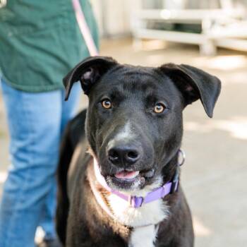 Danville -  Pit Bull Terrier Dog for Adoption in Oakland, California - Danville | PetCurious