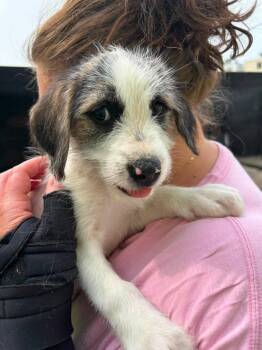 Starlight -  Terrier and Mixed Breed Dog for Adoption in Warren, Michigan - Starlight | PetCurious