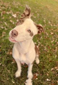 Rescue Pit Bull Terrier Dogs for Adoption in Newport Beach, California - Bubbles | PetCurious