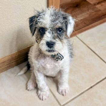 Henry -  English Bulldog and Miniature Poodle Dog for Adoption in Mead, Colorado - Henry | PetCurious