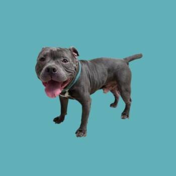 Munchkin - URGENT - 24-HOUR NOTICE -  Pit Bull Terrier Dog for Adoption in Thousand Oaks, California - Munchkin - URGENT - 24-HOUR NOTICE | PetCurious