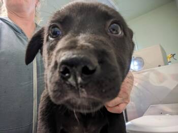 JINX MONSOON* -  German Shepherd Dog and Siberian Husky Dog for Adoption in Santa Cruz, California - JINX MONSOON* | PetCurious