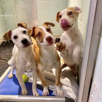 Australian Cattle Dog Blue Heeler and Mixed Breed Dogs Available for Adoption - LAVENDER | PetCurious