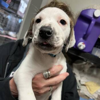 Rescue Mountain Cur and Coonhound Dogs for Adoption in Blairsville, Georgia - Henry | PetCurious