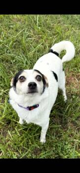 Hensley -  Jack Russell Terrier and Rat Terrier Dog for Adoption in St. Louis, Missouri - Hensley | PetCurious