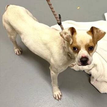 Cashew -  Mixed Breed Dog for Adoption in Asheville, North Carolina - Cashew | PetCurious