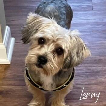 Rescue Yorkshire Terrier Dogs for Adoption in Janesville, Wisconsin - Lenny | PetCurious