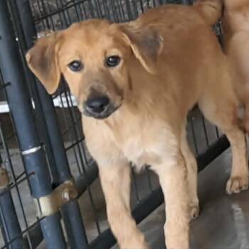 Amira -  Mixed Breed Dog for Adoption in Valley, Alabama - Amira | PetCurious