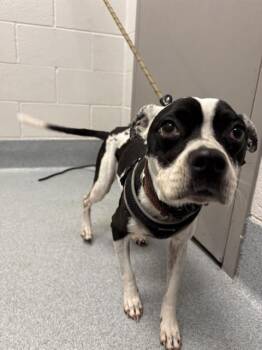 MARCEY -  Pit Bull Terrier Dog for Adoption in Indianapolis, Indiana - MARCEY | PetCurious