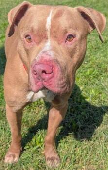 AJAX -  Pit Bull Terrier Dog for Adoption in Akron, Ohio - AJAX | PetCurious