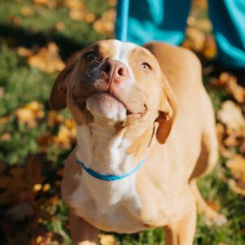 Rescue Pit Bull Terrier Dogs for Adoption in Northbrook, Illinois - Dino | PetCurious