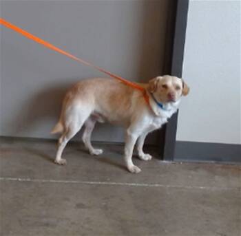 Rescue Chihuahua and Mixed Breed Dogs for Adoption in Ontario, California - ZERO | PetCurious