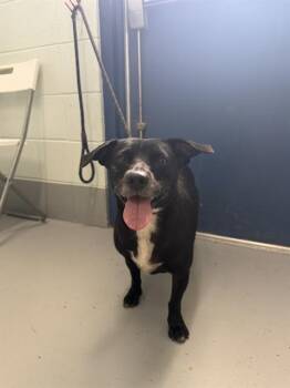 SONIC -  Chihuahua Dog for Adoption in Corpus Christi, Texas - SONIC | PetCurious