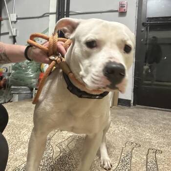 Pit Bull Terrier Dogs Available for Adoption in Newark, New Jersey - Merci | PetCurious