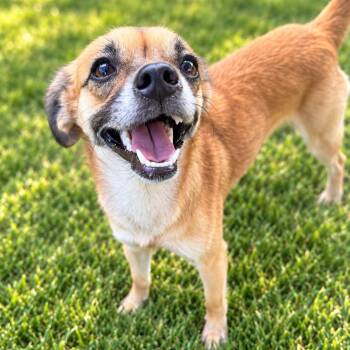 Mila -  Chihuahua Dog for Adoption in Houston, Texas - Mila | PetCurious