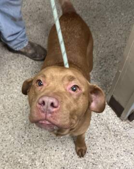 Labrador Retriever and Mixed Breed Dogs Available for Adoption - Mya | PetCurious