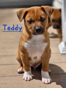 Black Mouth Cur Dogs Available for Adoption in Berlin, New Jersey - Teddy | PetCurious