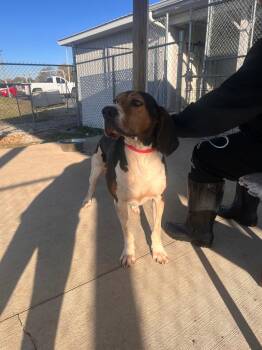 Hound Dogs Available for Adoption - Moe/Loki | PetCurious
