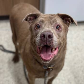 Rescue Pit Bull Terrier Dogs for Adoption in Nashville, Indiana - Rome | PetCurious