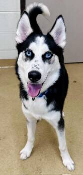 BARNEY -  Siberian Husky Dog for Adoption in Derwood, Maryland - BARNEY | PetCurious