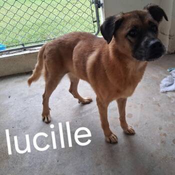 LUCILLE 1156 -  Shepherd and Labrador Retriever Dog for Adoption in Loxahatchee Groves, Florida - LUCILLE 1156 | PetCurious