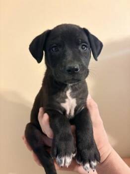 Labrador Retriever and Mixed Breed Dogs Available for Adoption in Morton Grove, Illinois - Xack | PetCurious