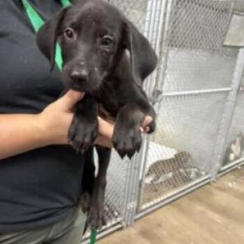 Carmine -  Labrador Retriever and Hound Dog for Adoption in Clearwater, Florida - Carmine | PetCurious
