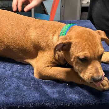 Kane -  Boxer Dog for Adoption in Salem, West Virginia - Kane | PetCurious