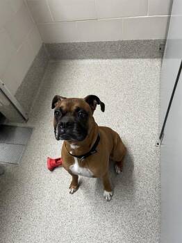 ZEUS -  Boxer and Mixed Breed Dog for Adoption in Omaha, Nebraska - ZEUS | PetCurious