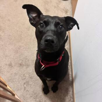 Zora -  Pit Bull Terrier and Labrador Retriever Dog for Adoption in Holiday Hills, Illinois - Zora | PetCurious
