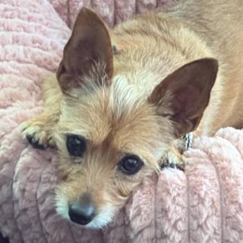 Heidi -  Terrier Dog for Adoption in Gulfport, Mississippi - Heidi | PetCurious
