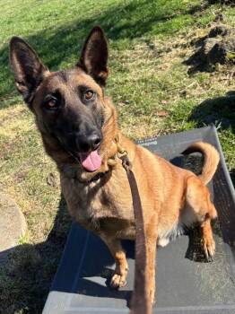 Rescue Belgian Shepherd Malinois Dogs for Adoption in Santa Monica, California - Rito | PetCurious