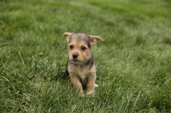 Terrier Dogs Available for Adoption in Gainesville, Virginia - Coral | PetCurious