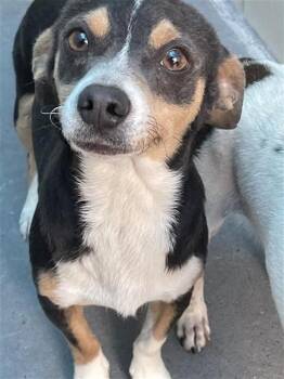 Chihuahua and Mixed Breed Dogs Available for Adoption in Corpus Christi, Texas - MISSION SPECIALIST GLOVER | PetCurious