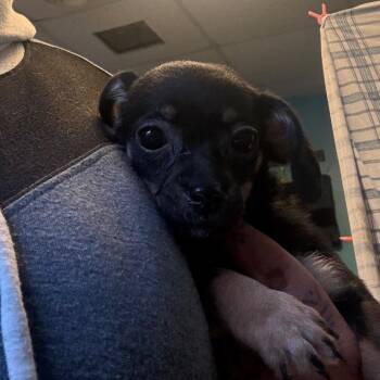 Yara -  Terrier and Mixed Breed Dog Available for Adoption in Pennsville Township, New Jersey - Yara | PetCurious